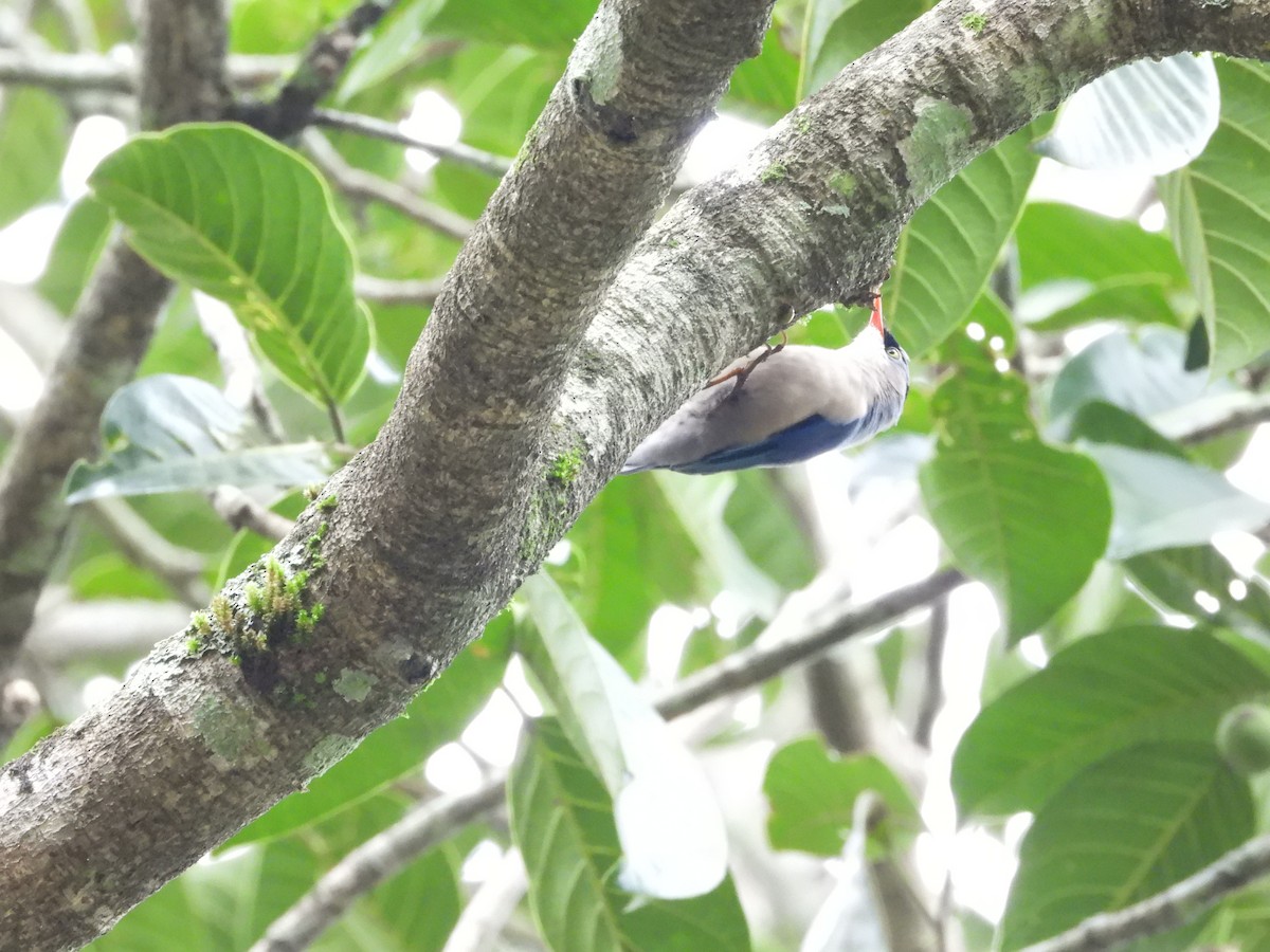 Velvet-fronted Nuthatch - Gaurav Singh