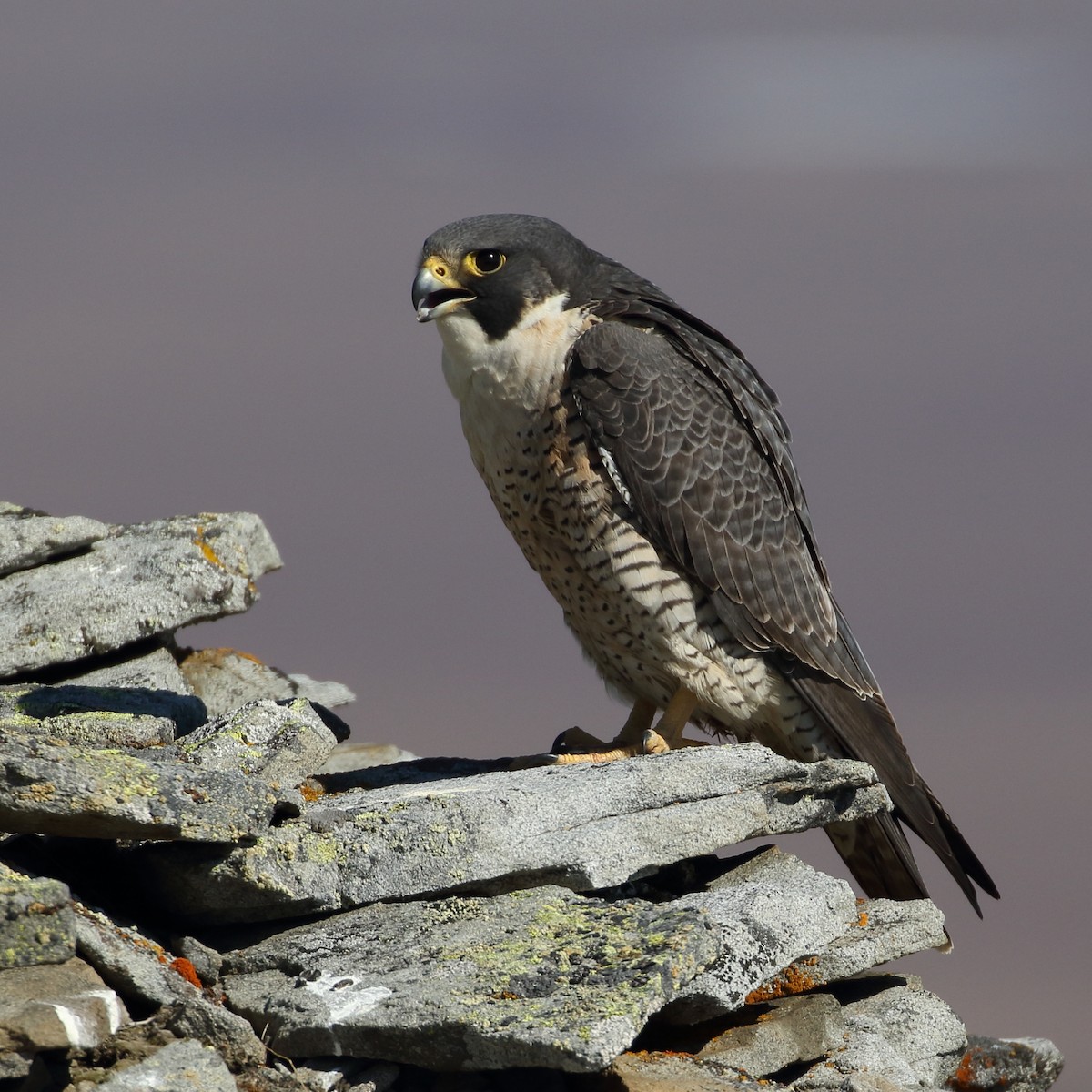 Peregrine Falcon - ML524855321