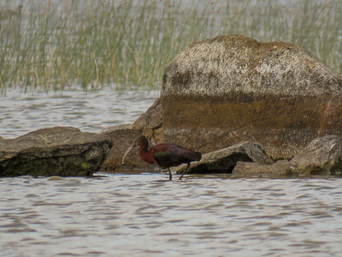 White-faced Ibis - Felipe Godoy