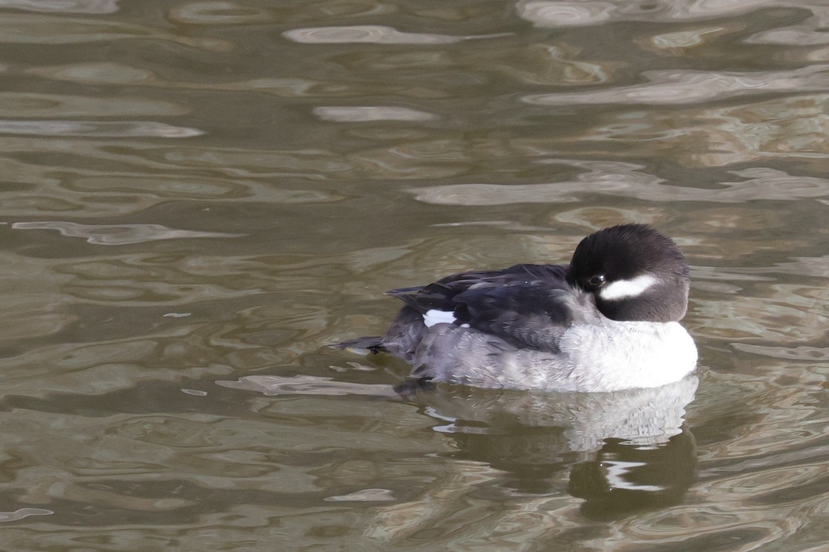 Bufflehead - ML524855841