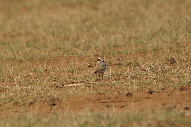 Little Ringed Plover - ML52485691