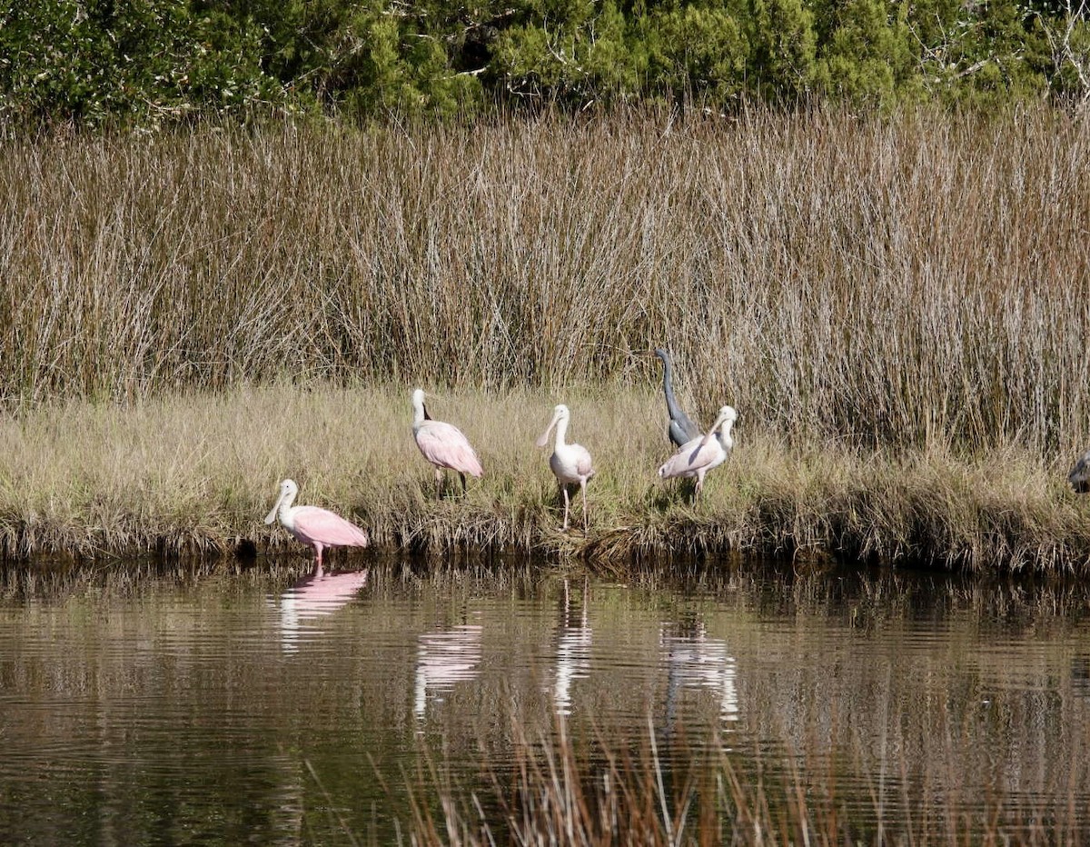 Roseate Spoonbill - ML524857891