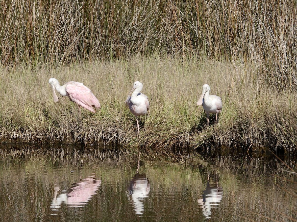 Roseate Spoonbill - ML524857911