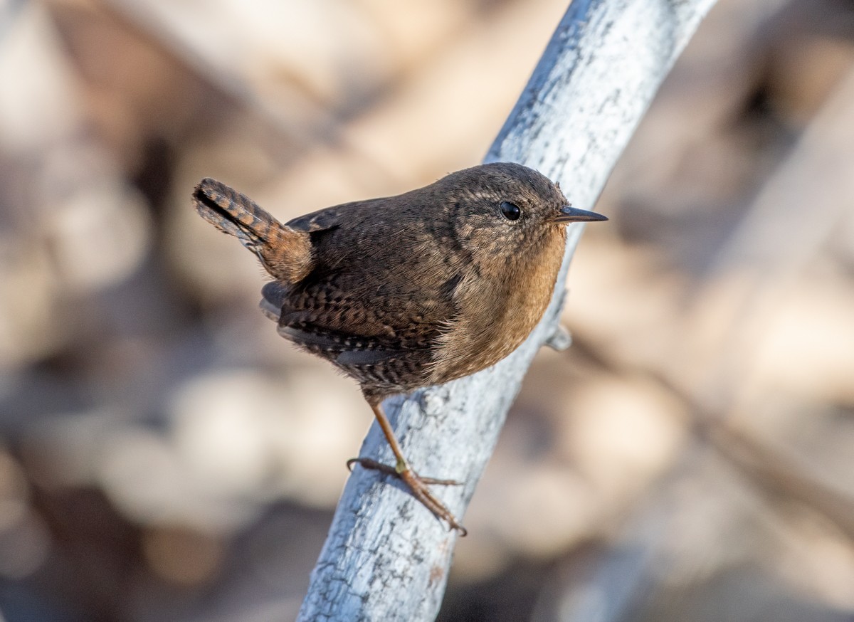 Pacific Wren - ML524858631