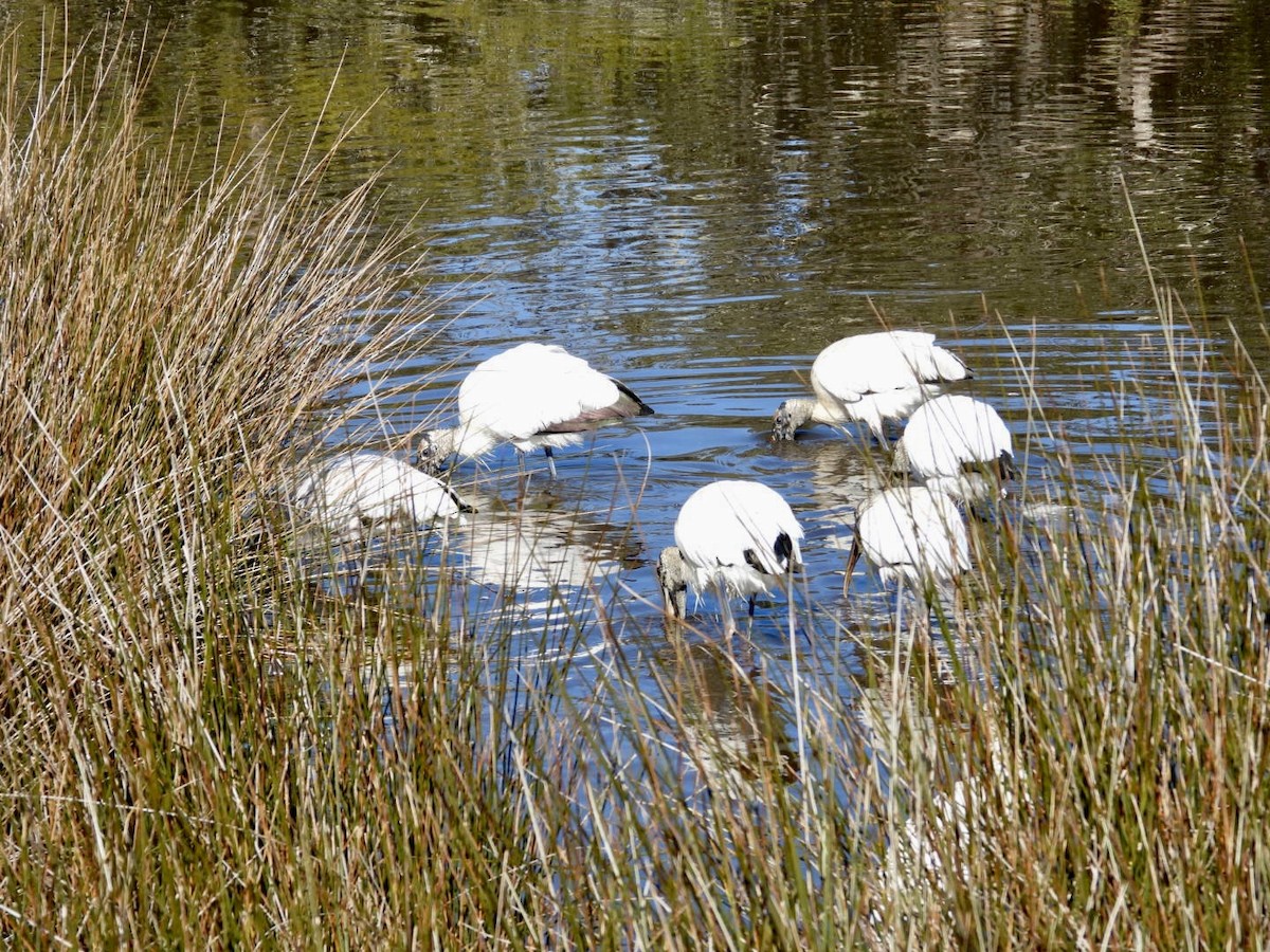 Wood Stork - ML524859221