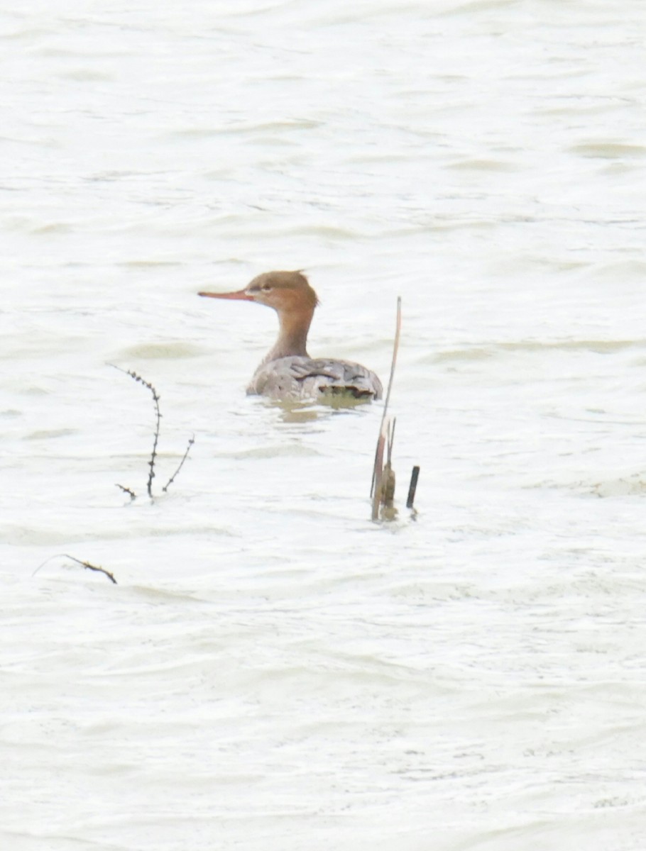 Red-breasted Merganser - ML524859261