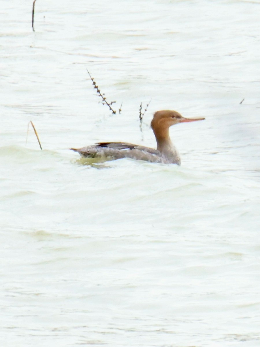 Red-breasted Merganser - ML524859281