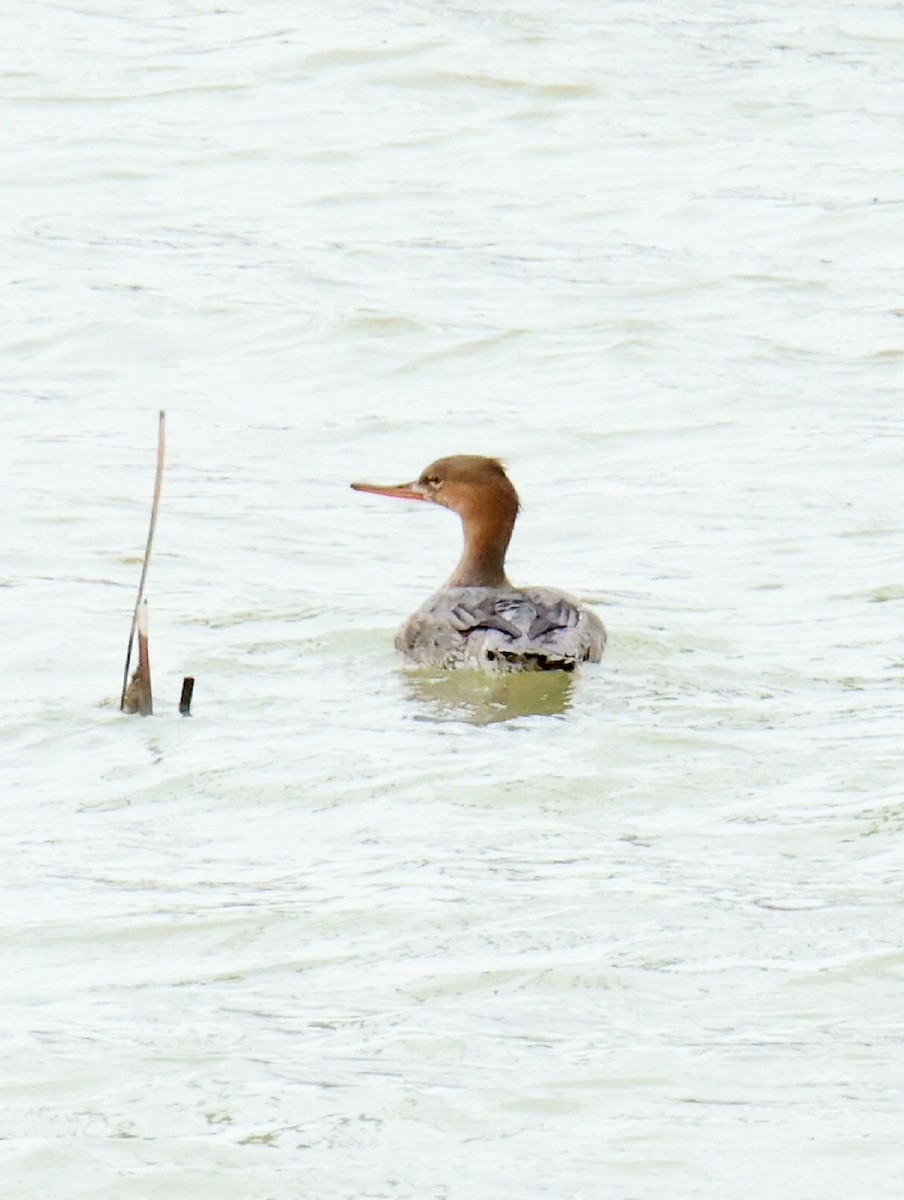 Red-breasted Merganser - ML524859291