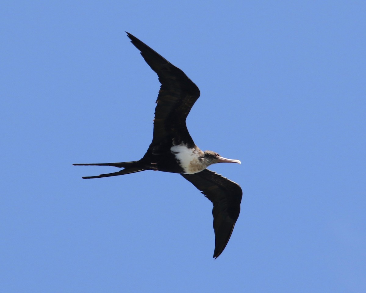 Great Frigatebird - Laurens Halsey