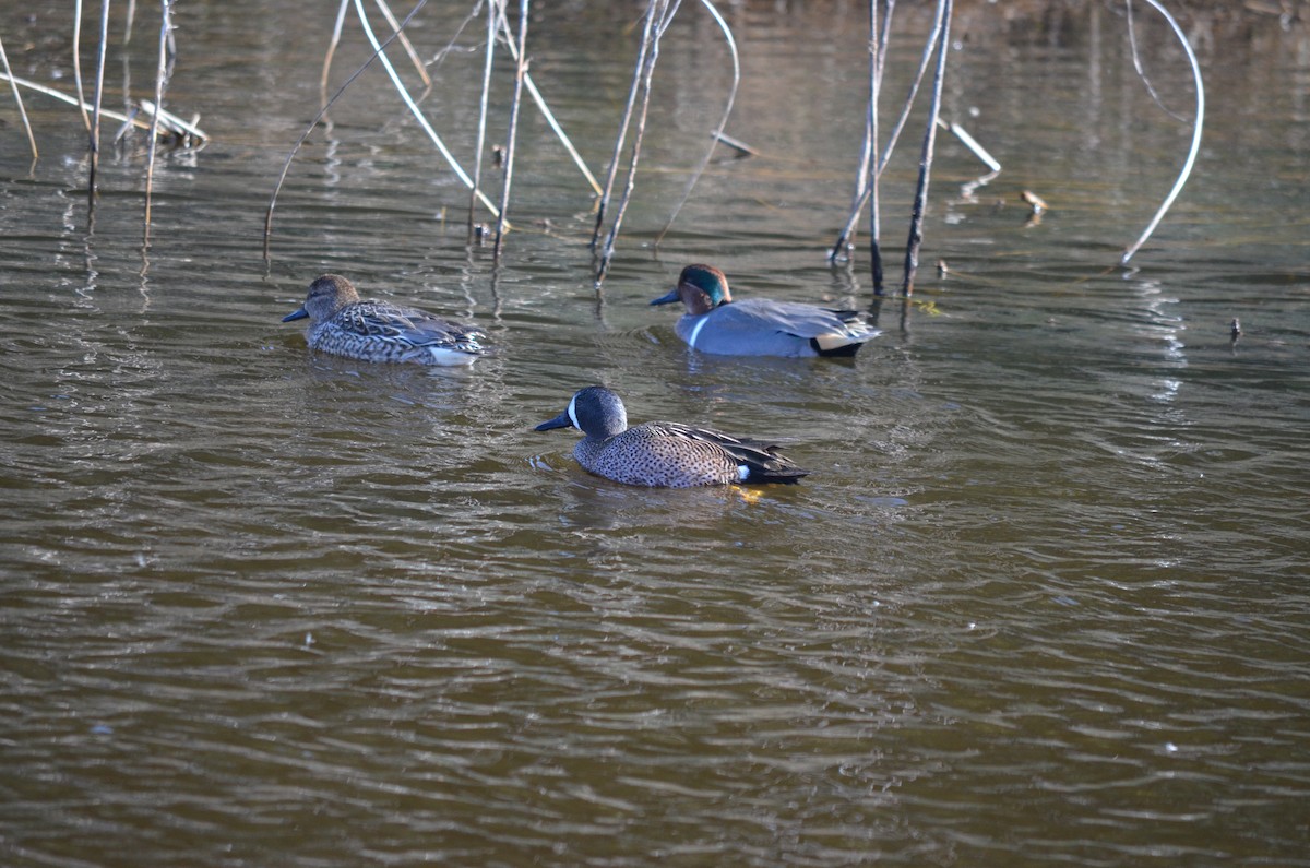 Blue-winged Teal - ML524861451