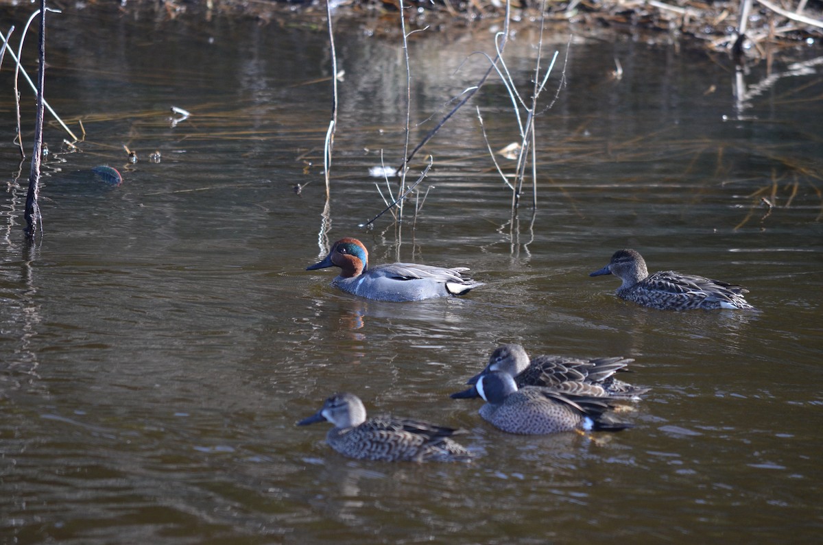 Green-winged Teal - ML524862191