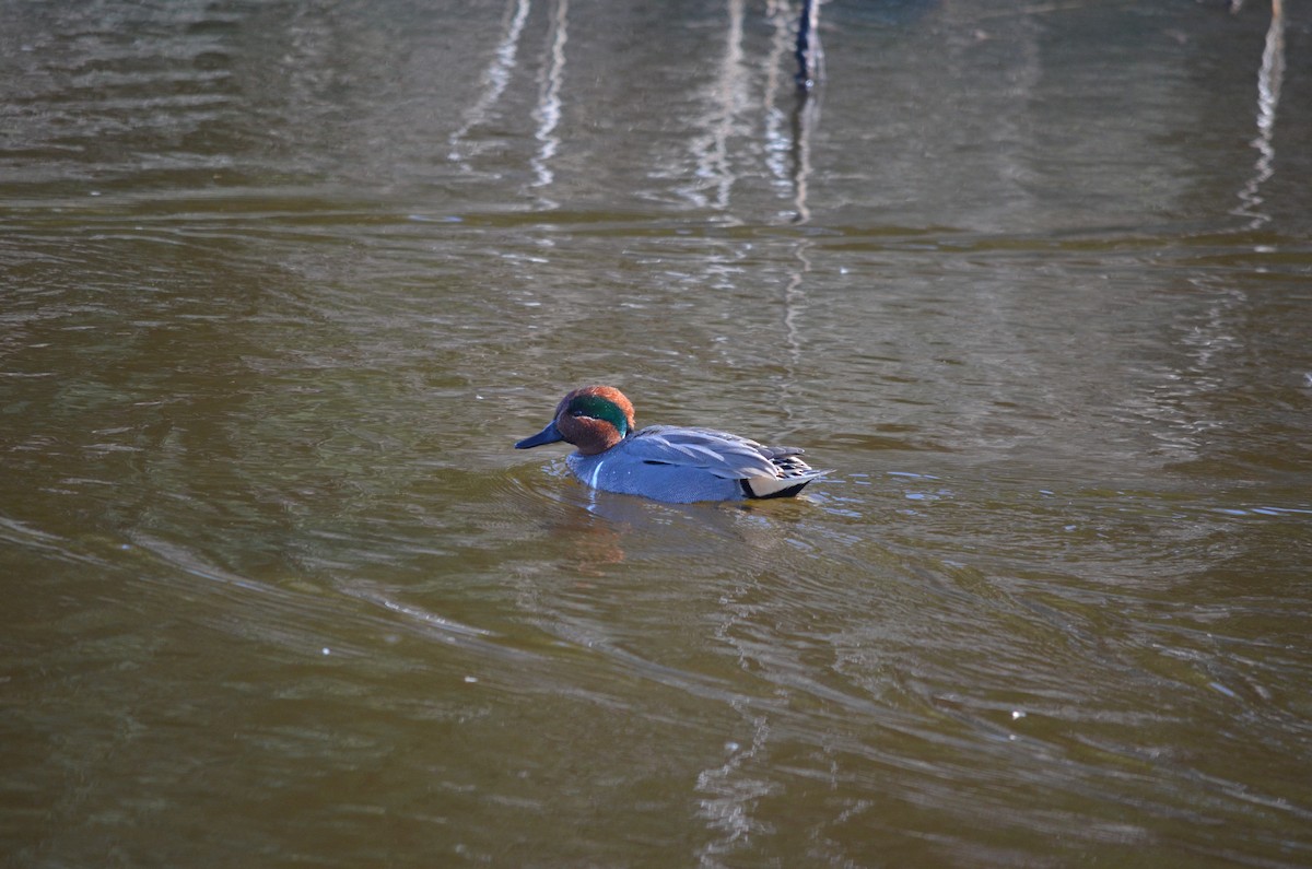 Green-winged Teal - ML524862201