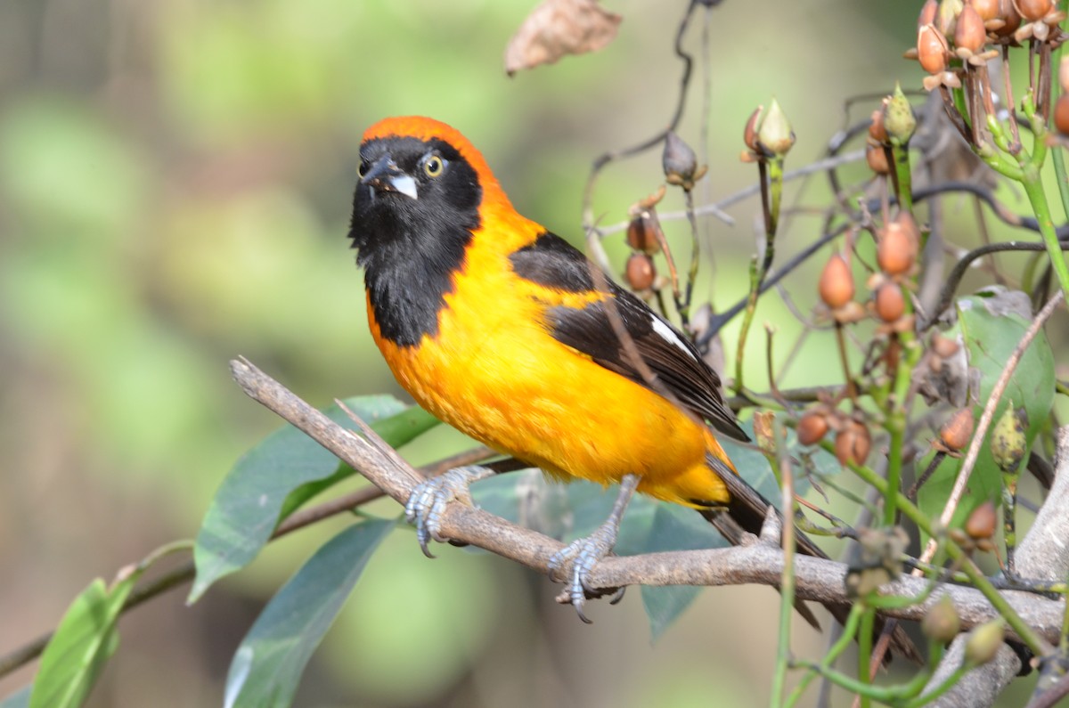 Orange-backed Troupial - Francisco Gambino