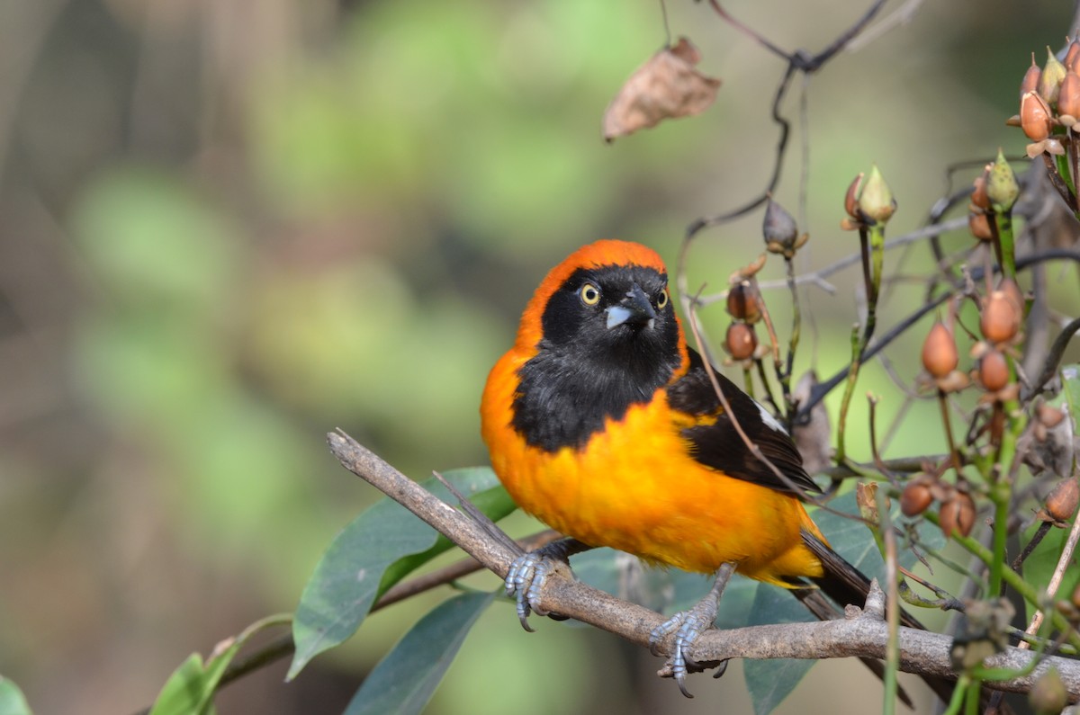 Orange-backed Troupial - Francisco Gambino