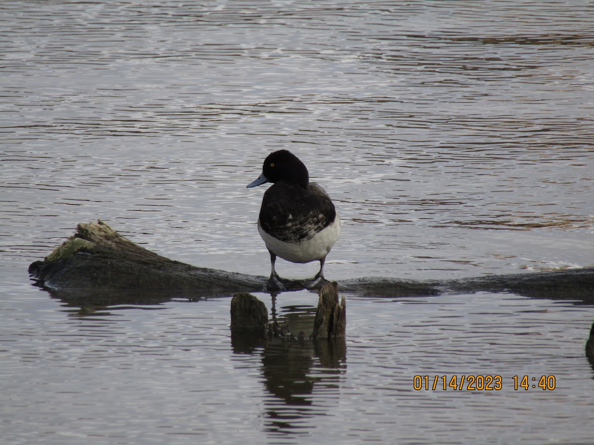 Lesser Scaup - ML524865471