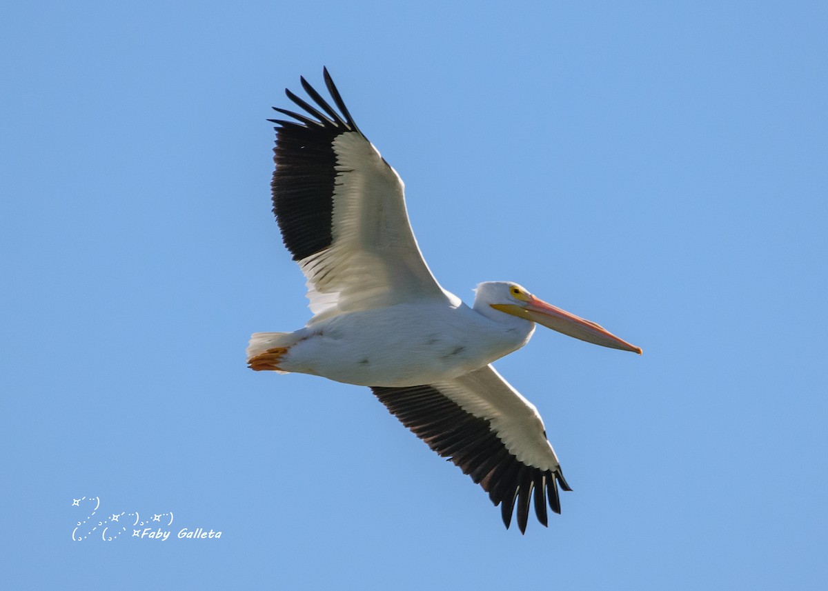 American White Pelican - Faby Galleta 🐦🦅