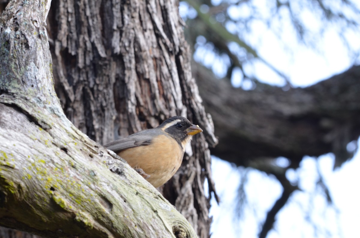 Bluish-gray Saltator - Francisco Gambino