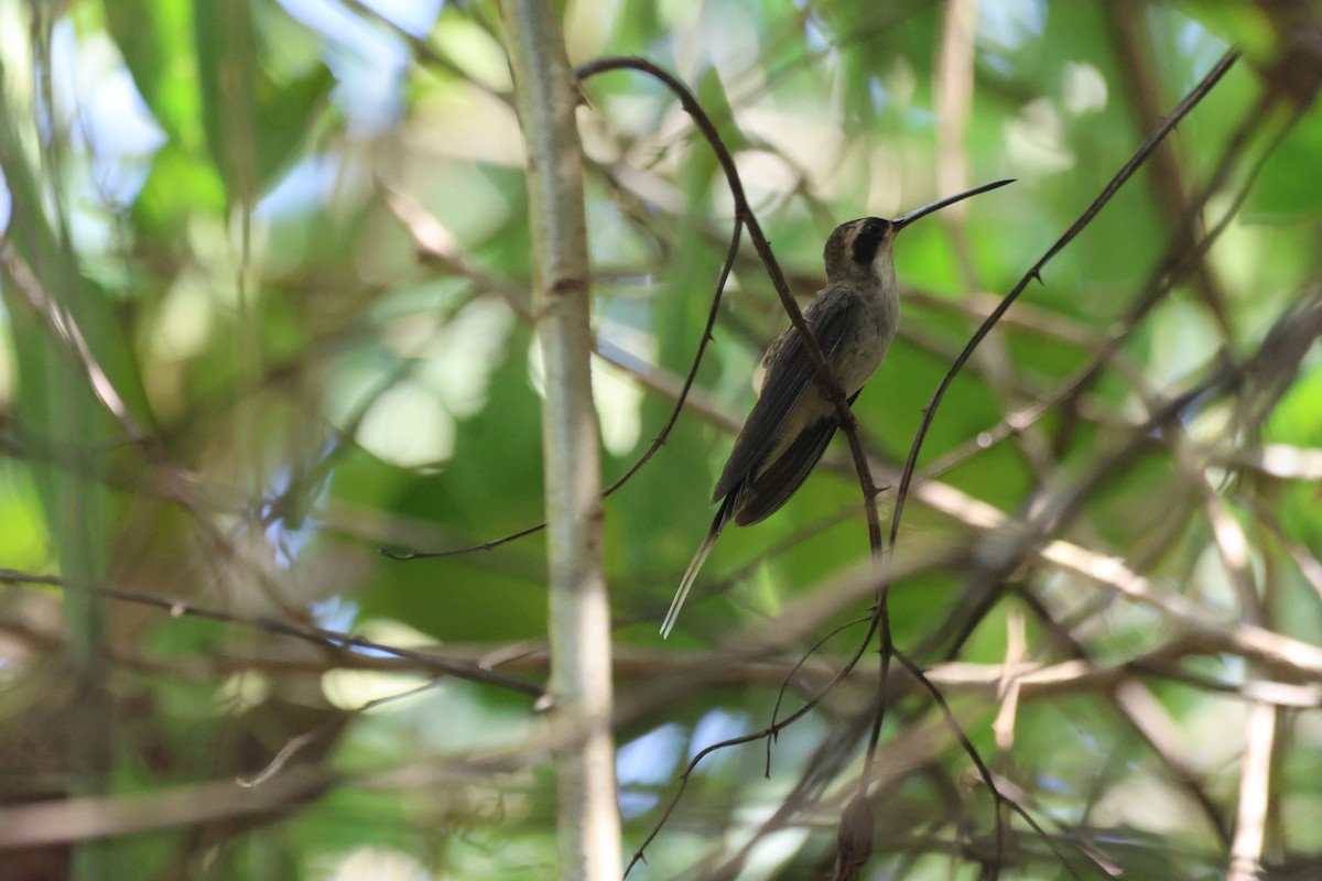 Pale-bellied Hermit - ML524866831