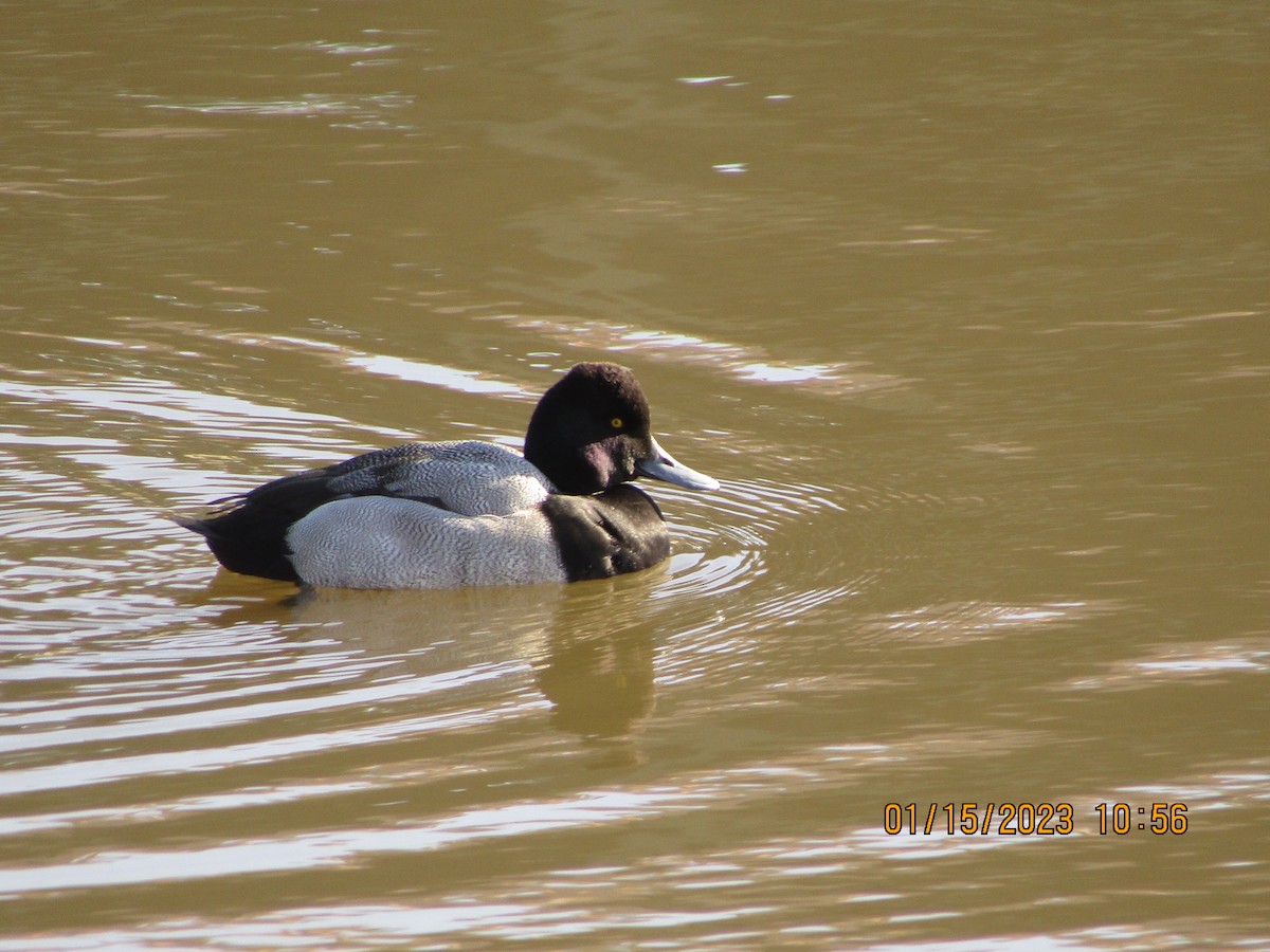 Lesser Scaup - ML524866921