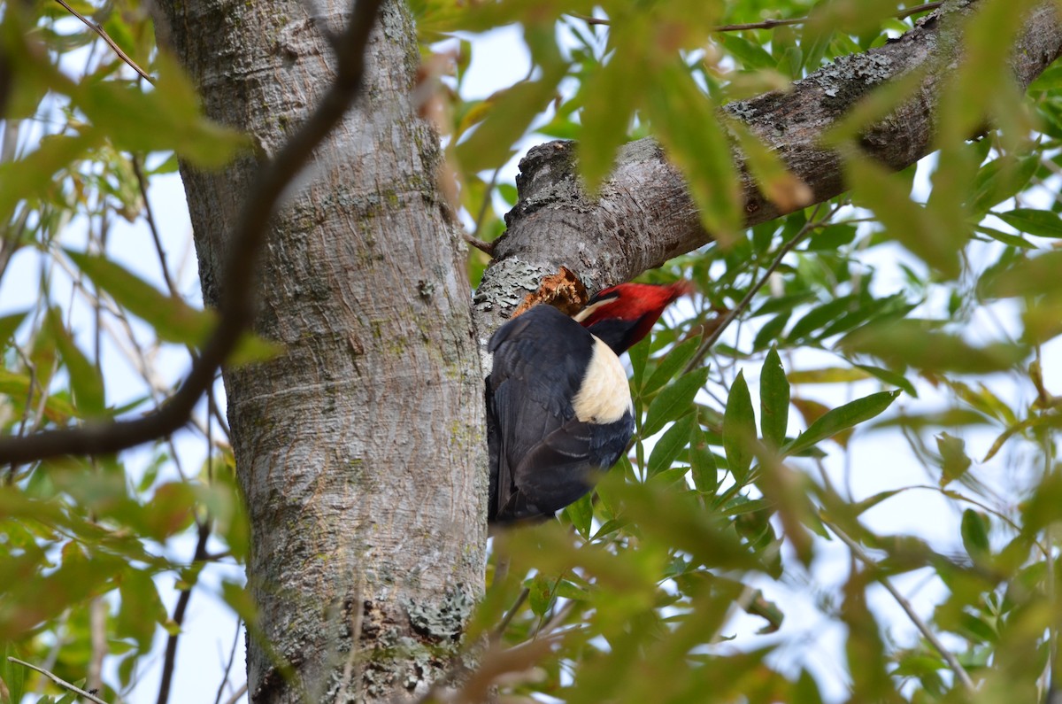 Cream-backed Woodpecker - Francisco Gambino