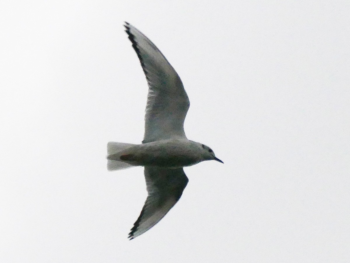 Bonaparte's Gull - David Santamaría Urbano