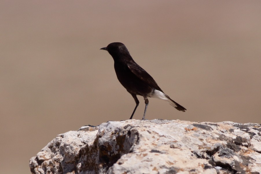 Mourning Wheatear - SONER SABIRLI