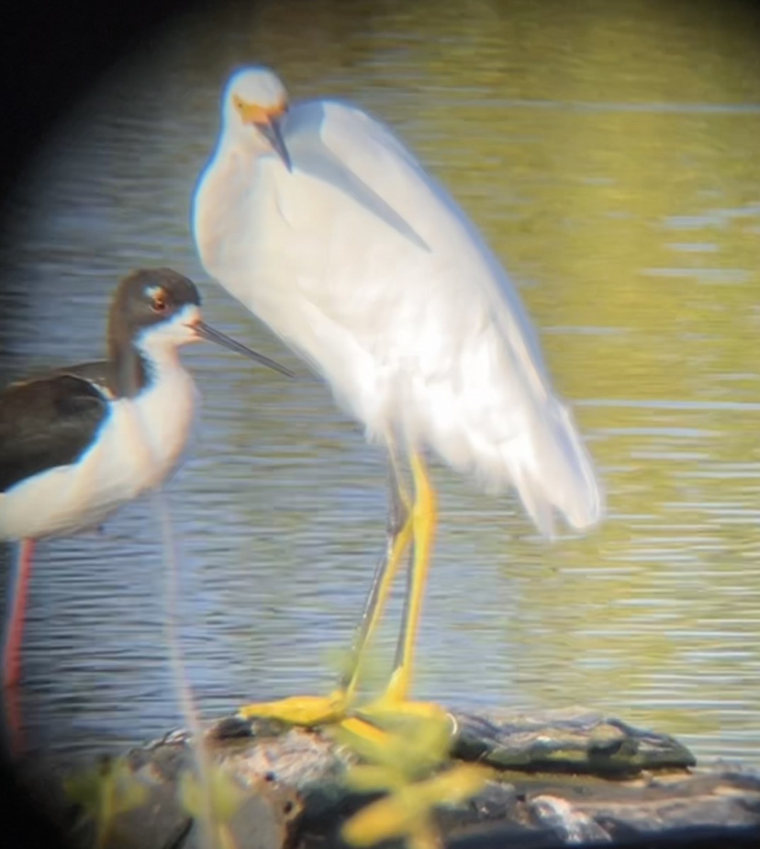 Snowy Egret - ML524867791