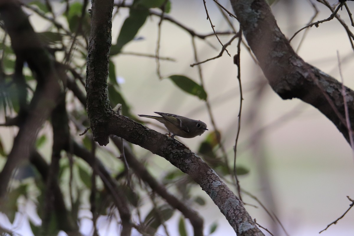 Ruby-crowned Kinglet - ML524869421