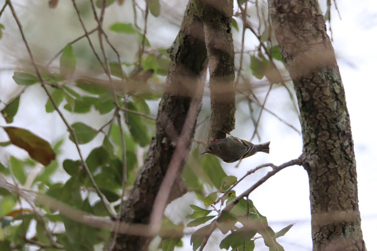 Ruby-crowned Kinglet - ML524869431