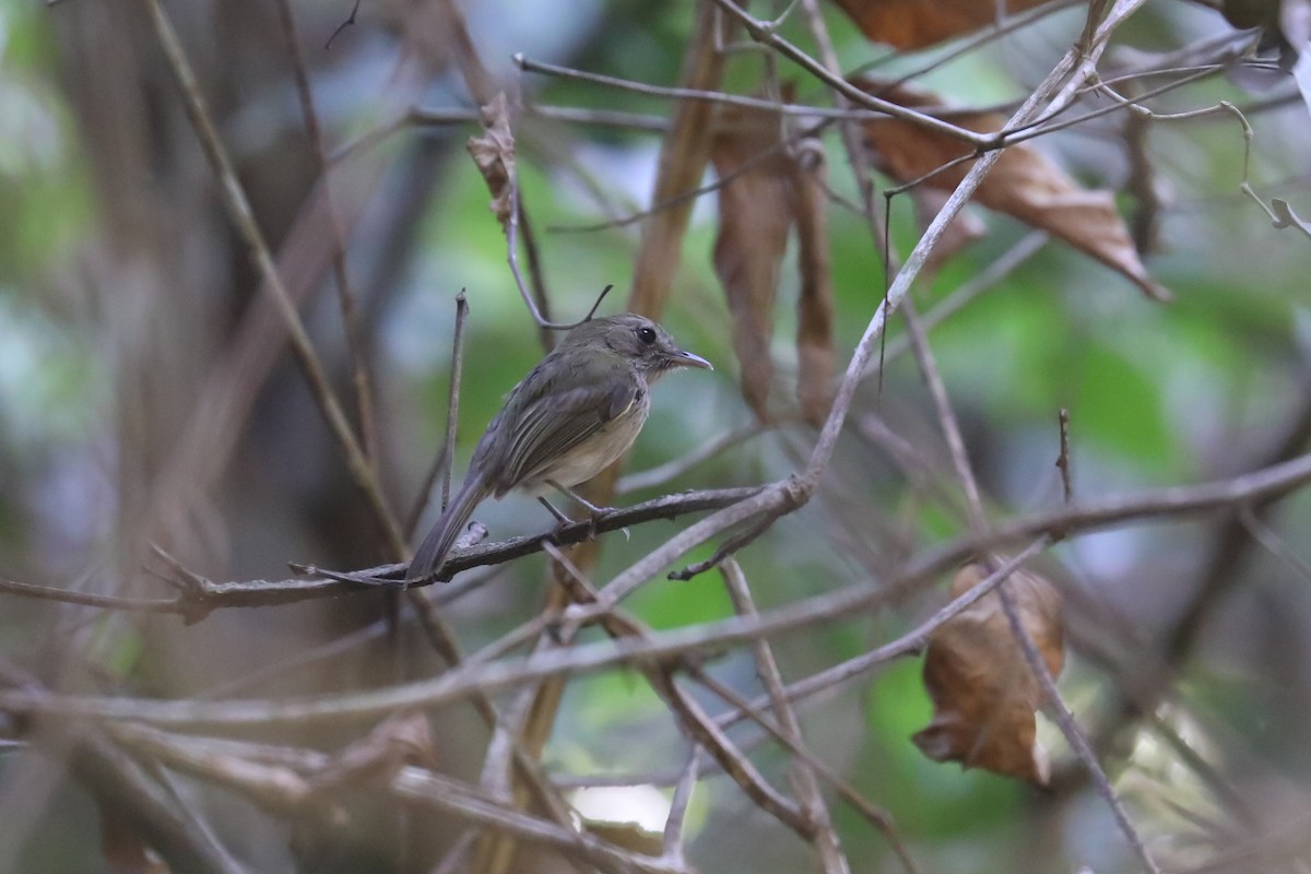 Flammulated Pygmy-Tyrant - ML524871001