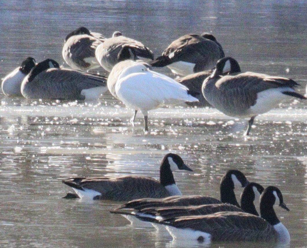 Snow Goose - ML524872791