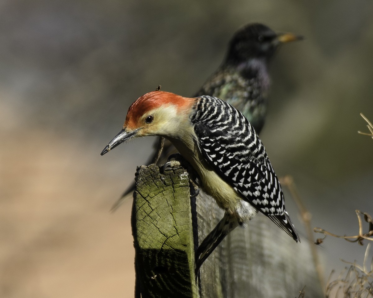 Red-bellied Woodpecker - ML524873401