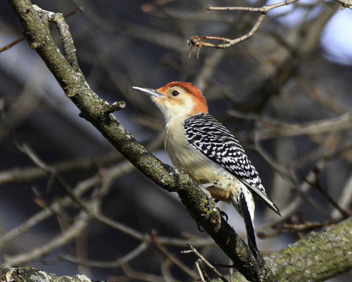 Red-bellied Woodpecker - ML524873481