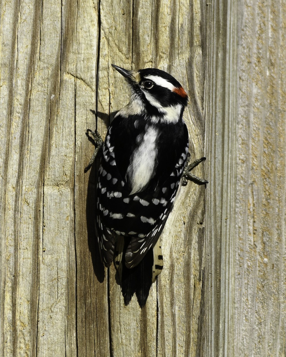 Downy Woodpecker - ML524873621