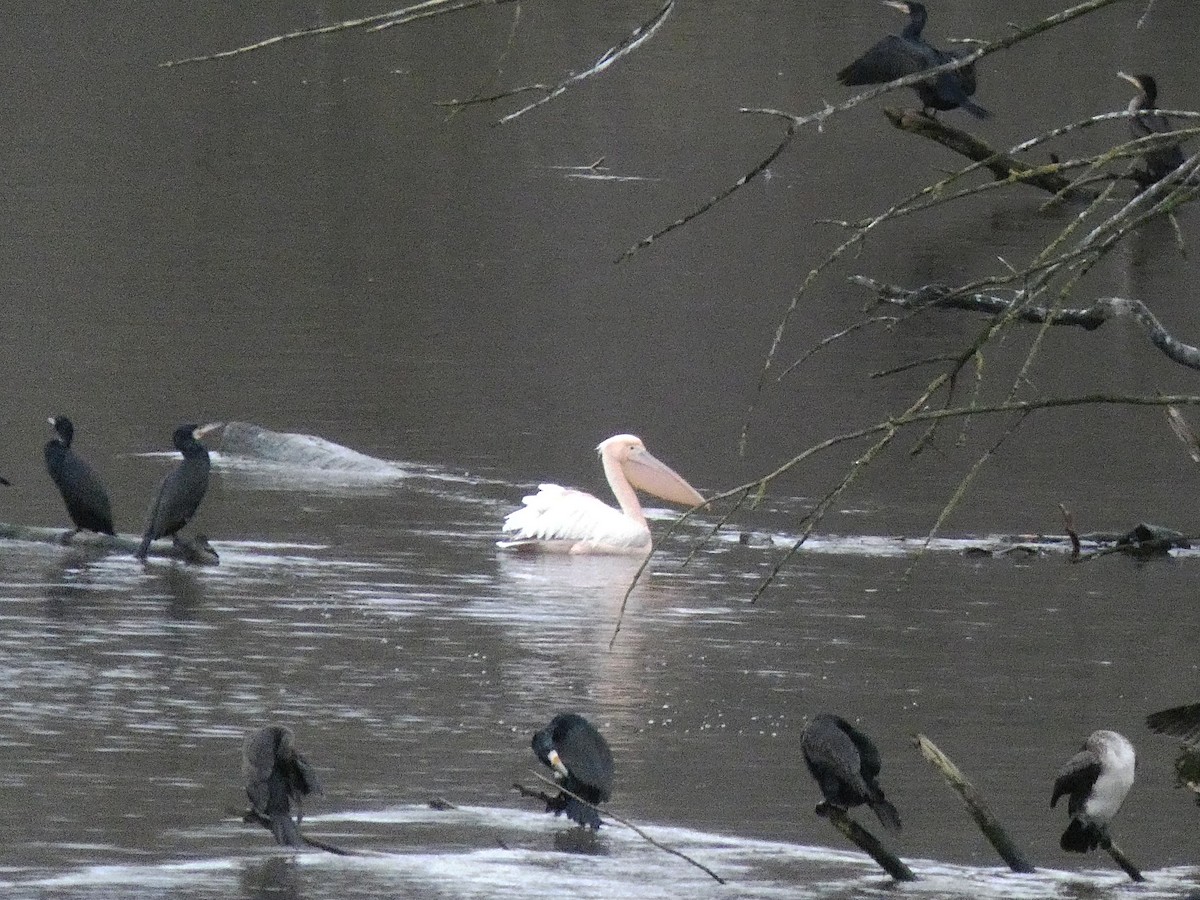 pelikán bílý - ML524873761