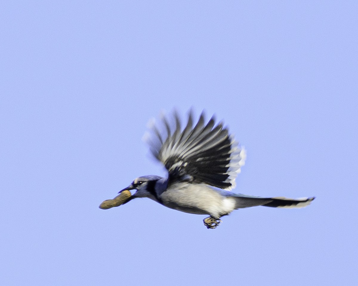 Blue Jay - ML524873821