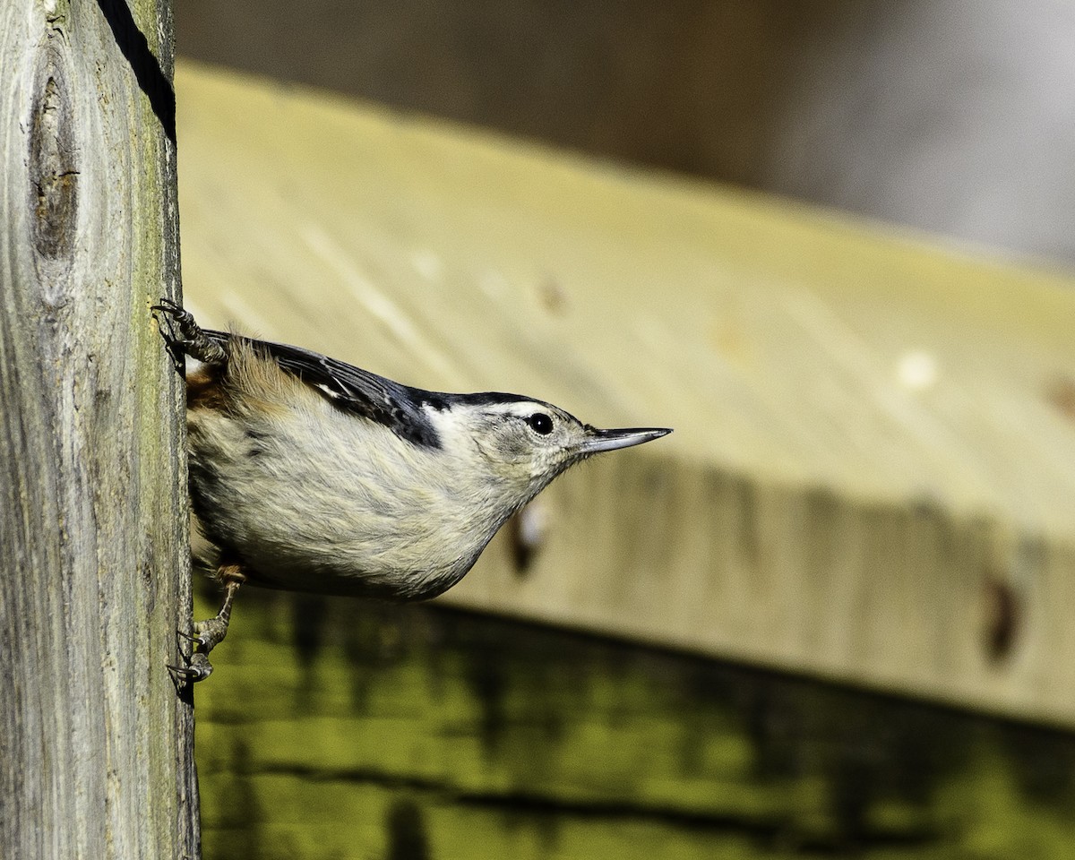 White-breasted Nuthatch - ML524873921