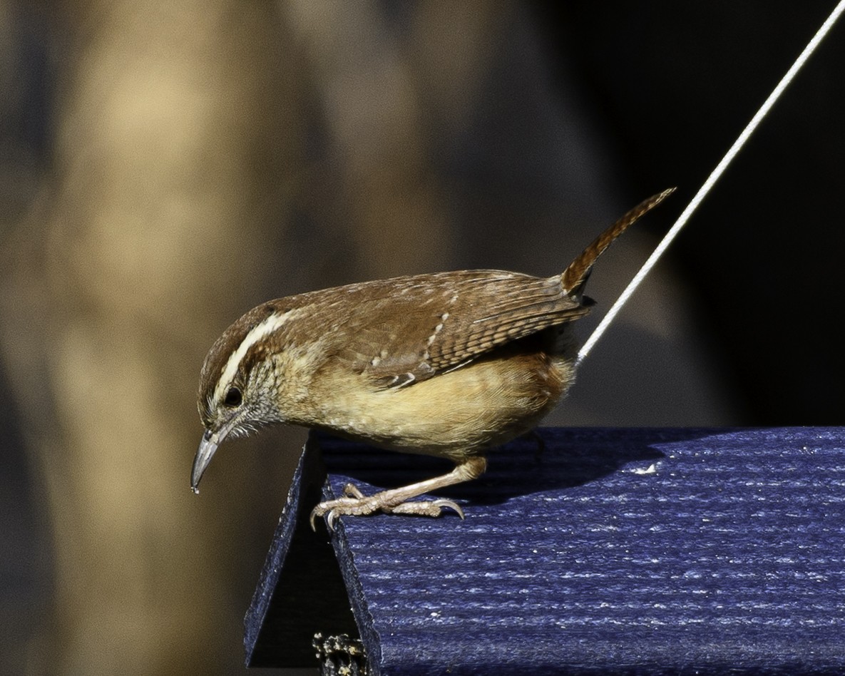 Carolina Wren - Steve Aprile