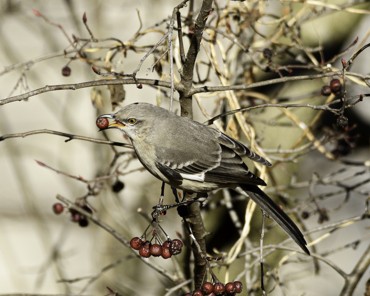 חקיינית צפונית - ML524874241