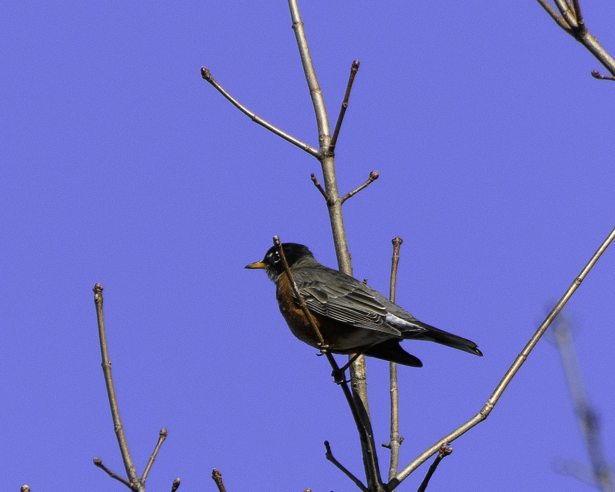 American Robin - ML524874311