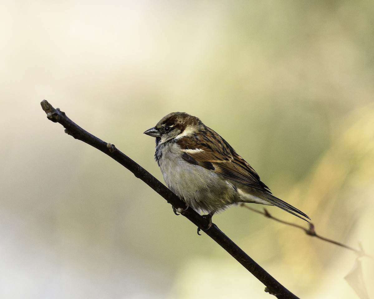 House Sparrow - ML524874391