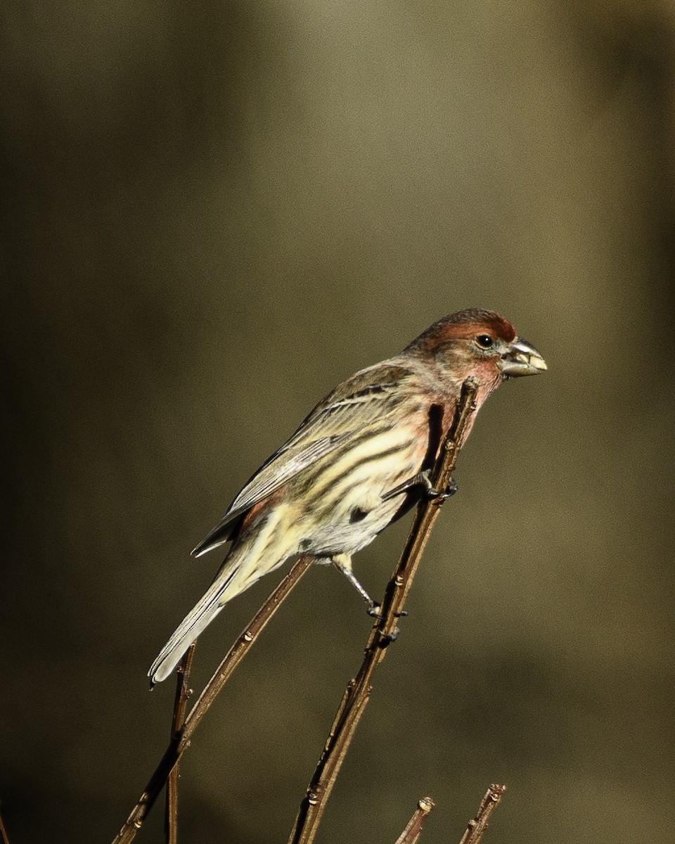House Finch - ML524874431