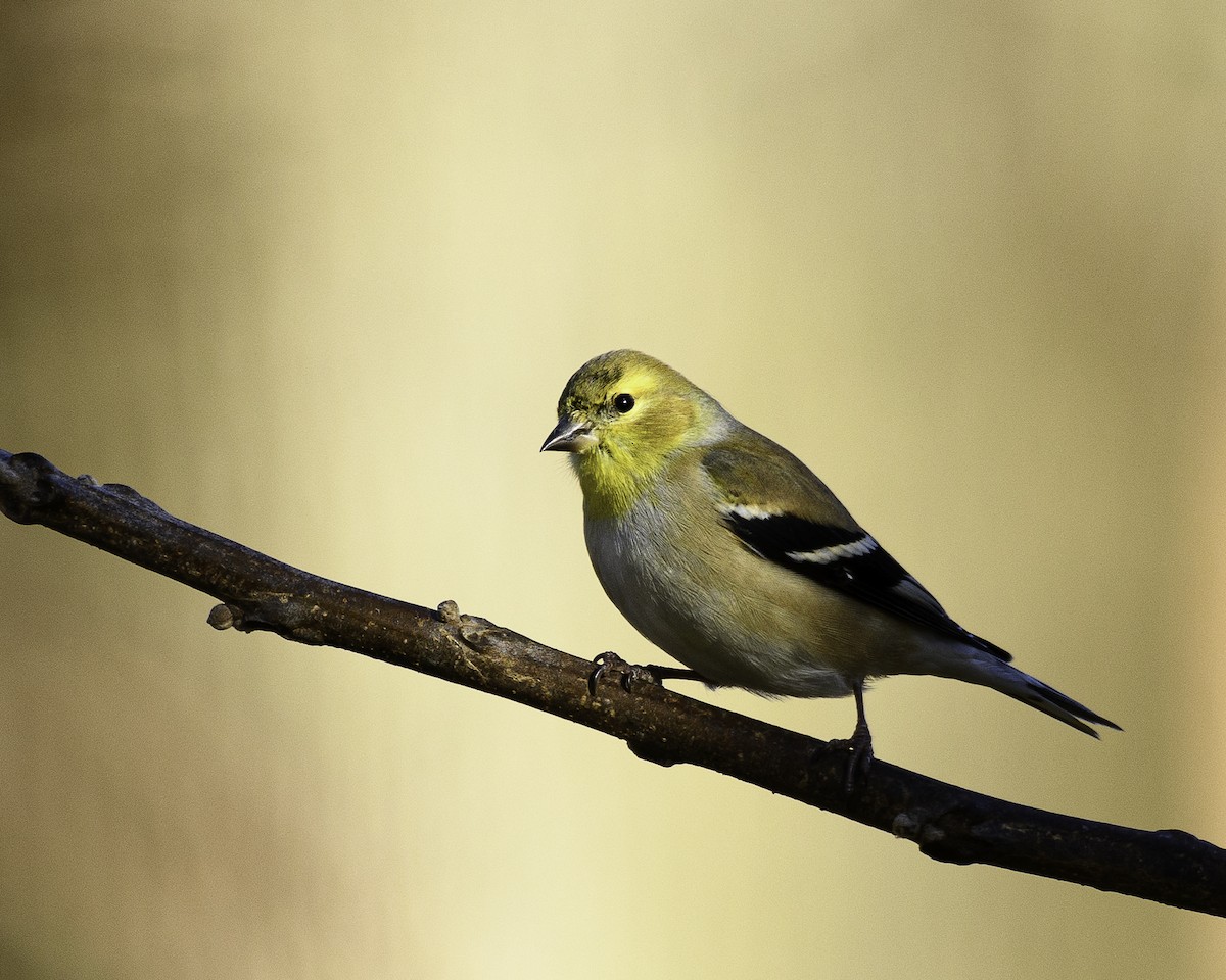 American Goldfinch - ML524874521