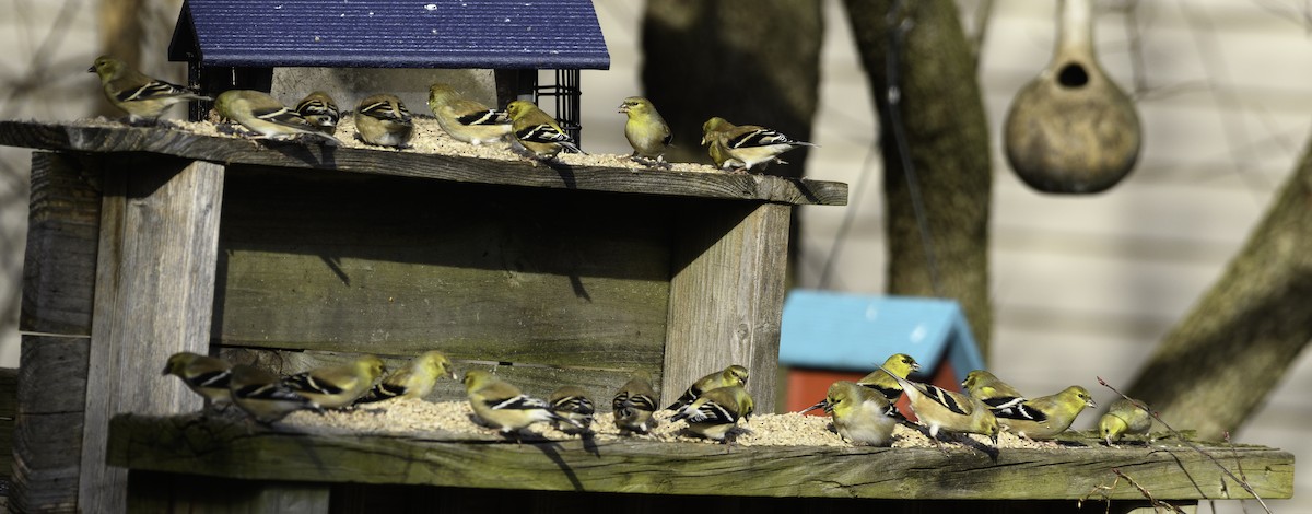 American Goldfinch - ML524874571