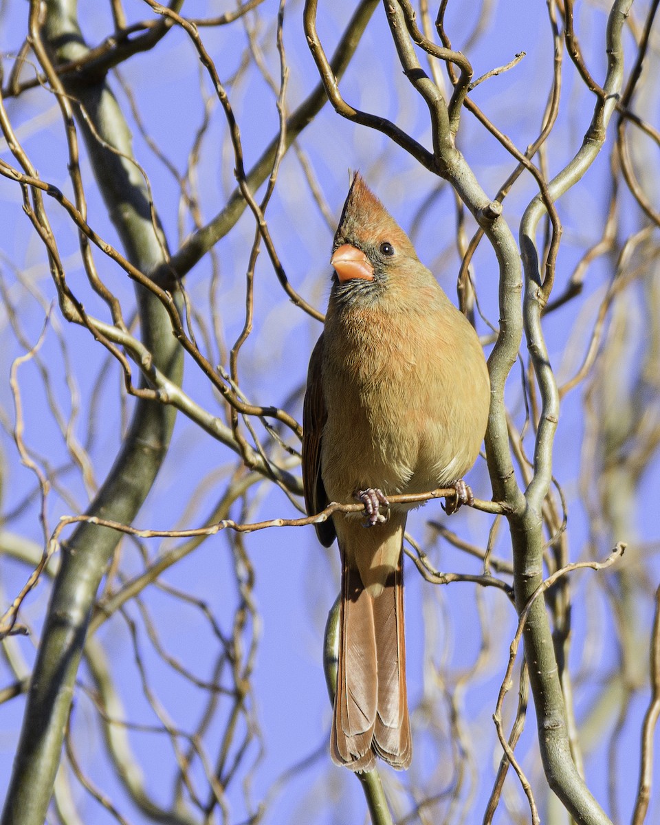 Northern Cardinal - ML524874761