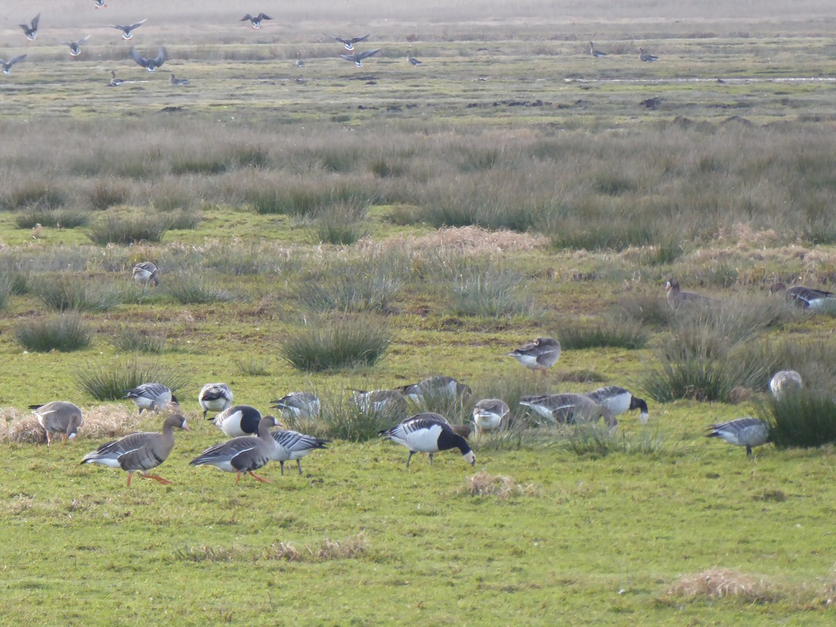 Barnacle Goose - Gert Sikkema