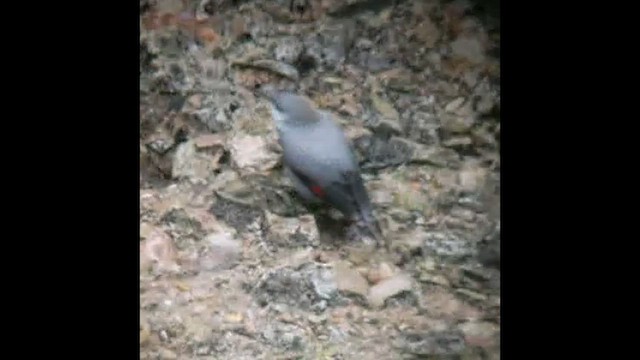 Wallcreeper - ML524876691