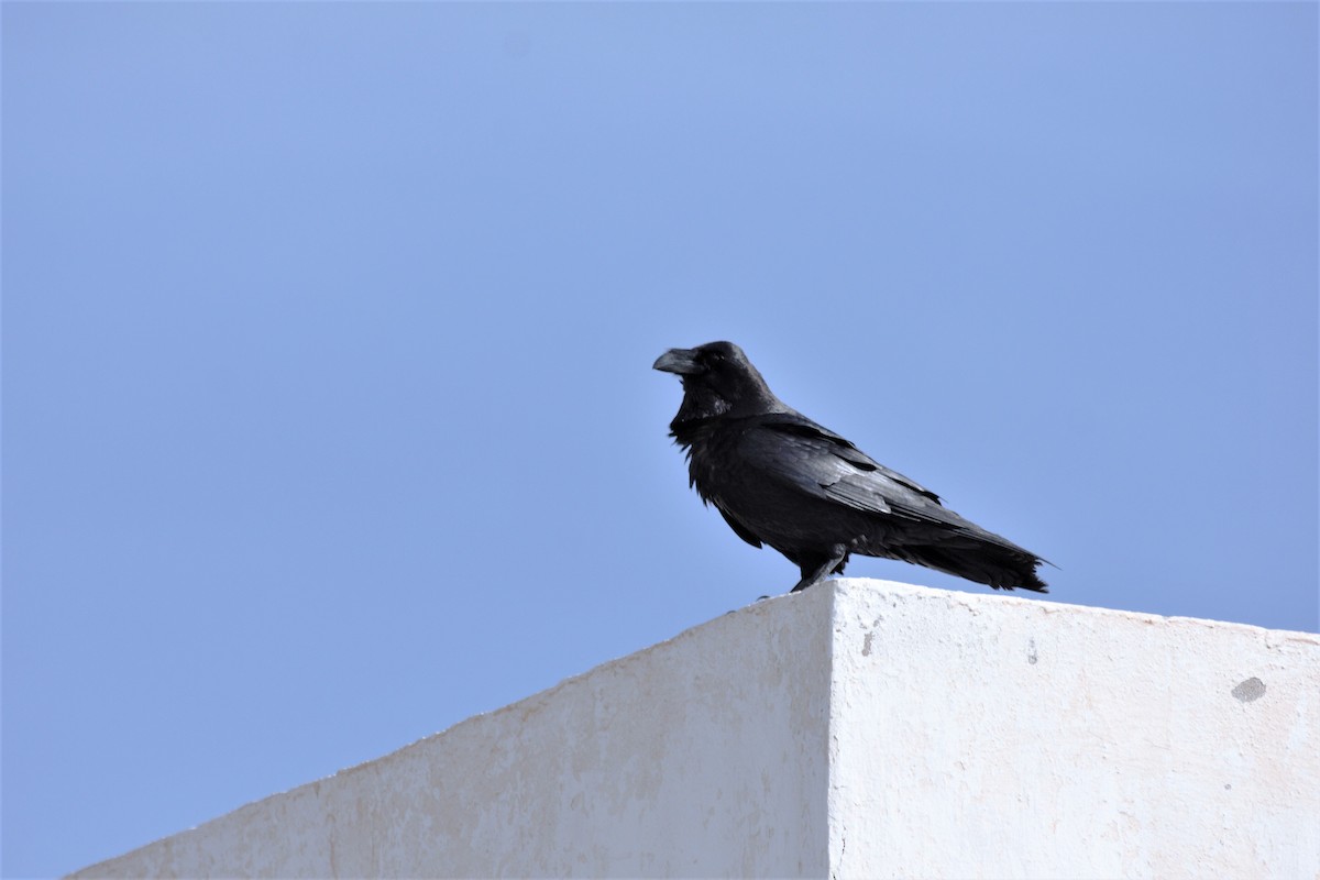 Common Raven - Rob Martin