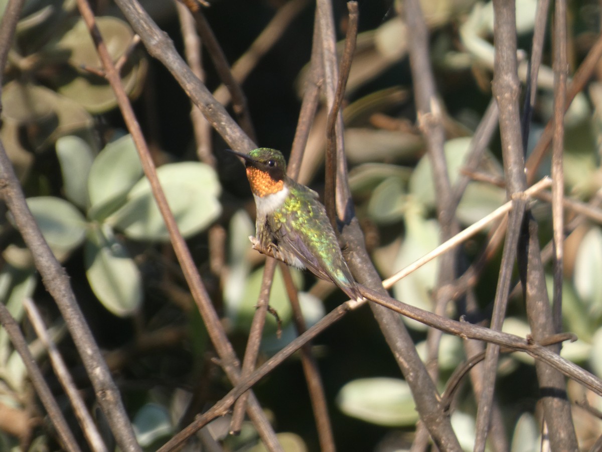 Ruby-throated Hummingbird - Jestina Jones