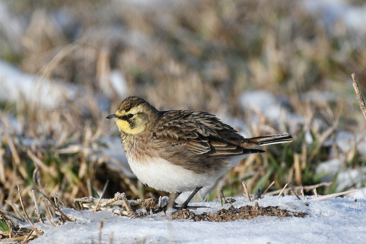 Horned Lark - Don Keffer